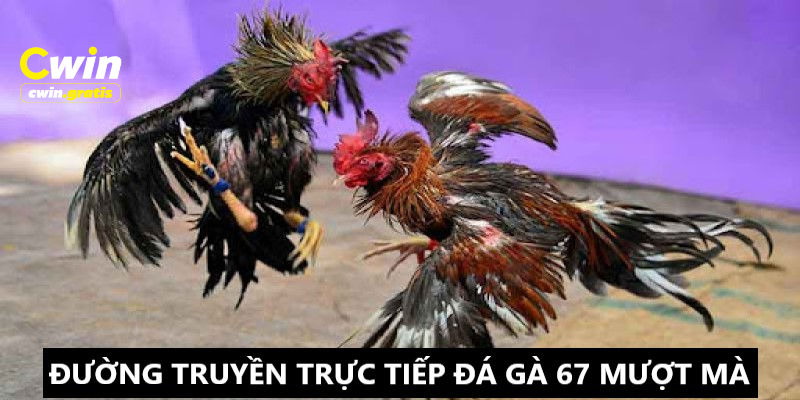 Ưu điểm của trực tiếp đá gà 67 tại CWIN