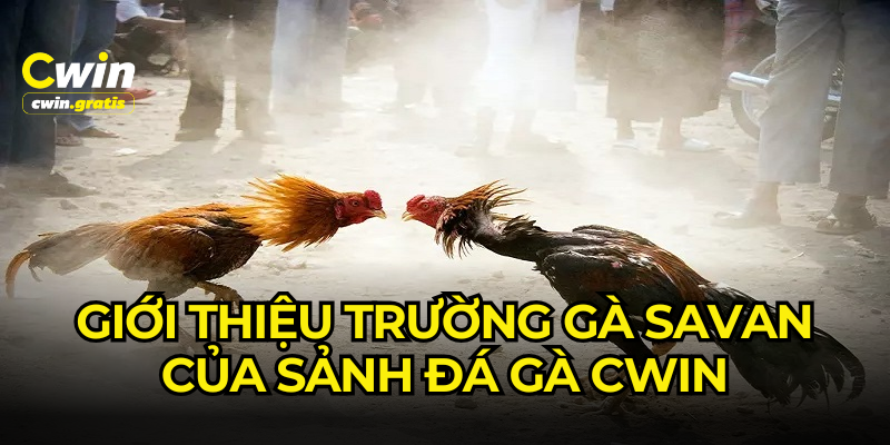 Những thông tin nổi bật liên quan đến trường gà Savan đình đám của CWIN